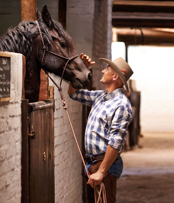 older man handling a horse in a stall